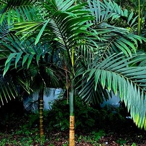 Meet your Posher, Kassandra